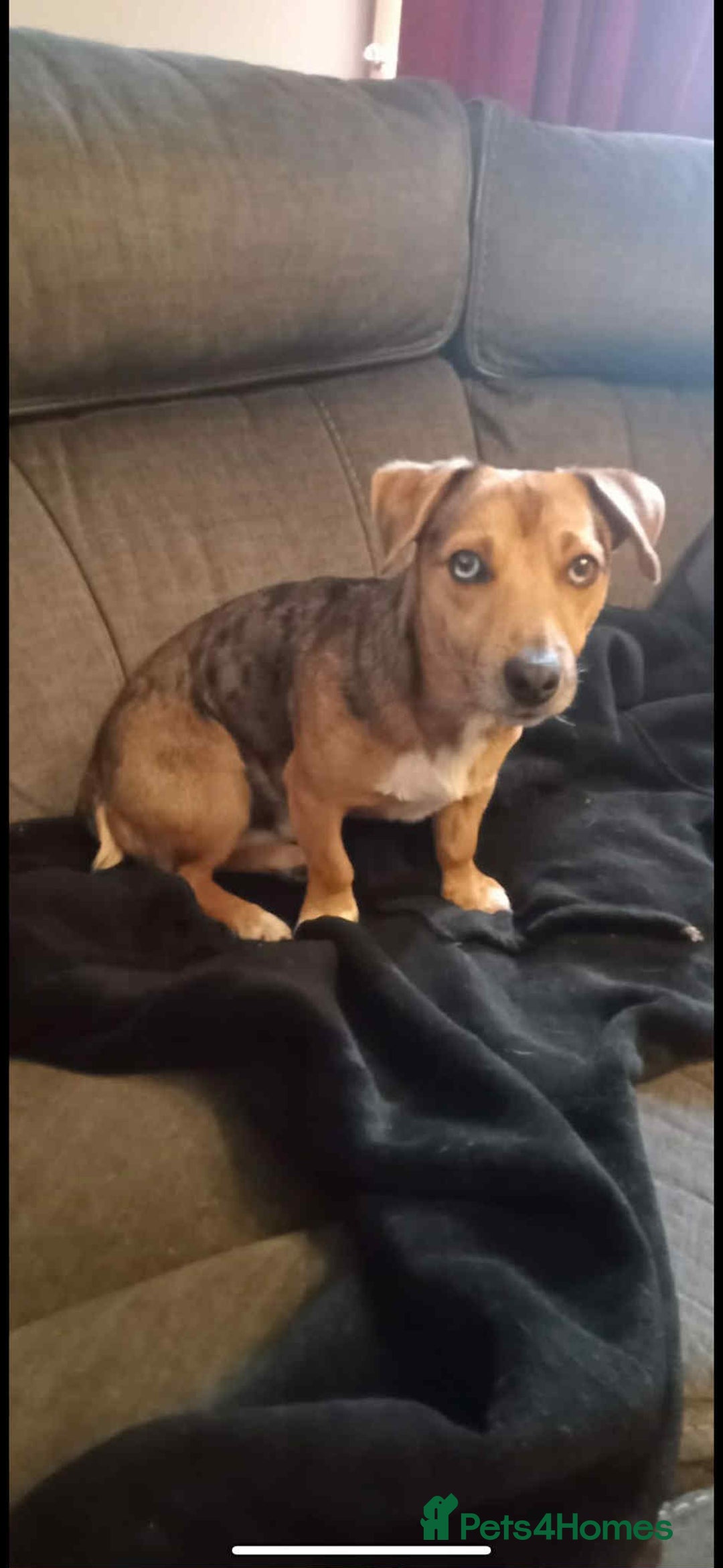 Jack Russell dogs for sale: Jack russell puppies  - Image 2
