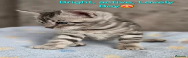 Bengal 3