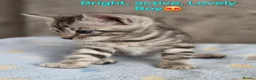 Bengal cats for sale: Bengal Metiss in Boston - Advert 1
