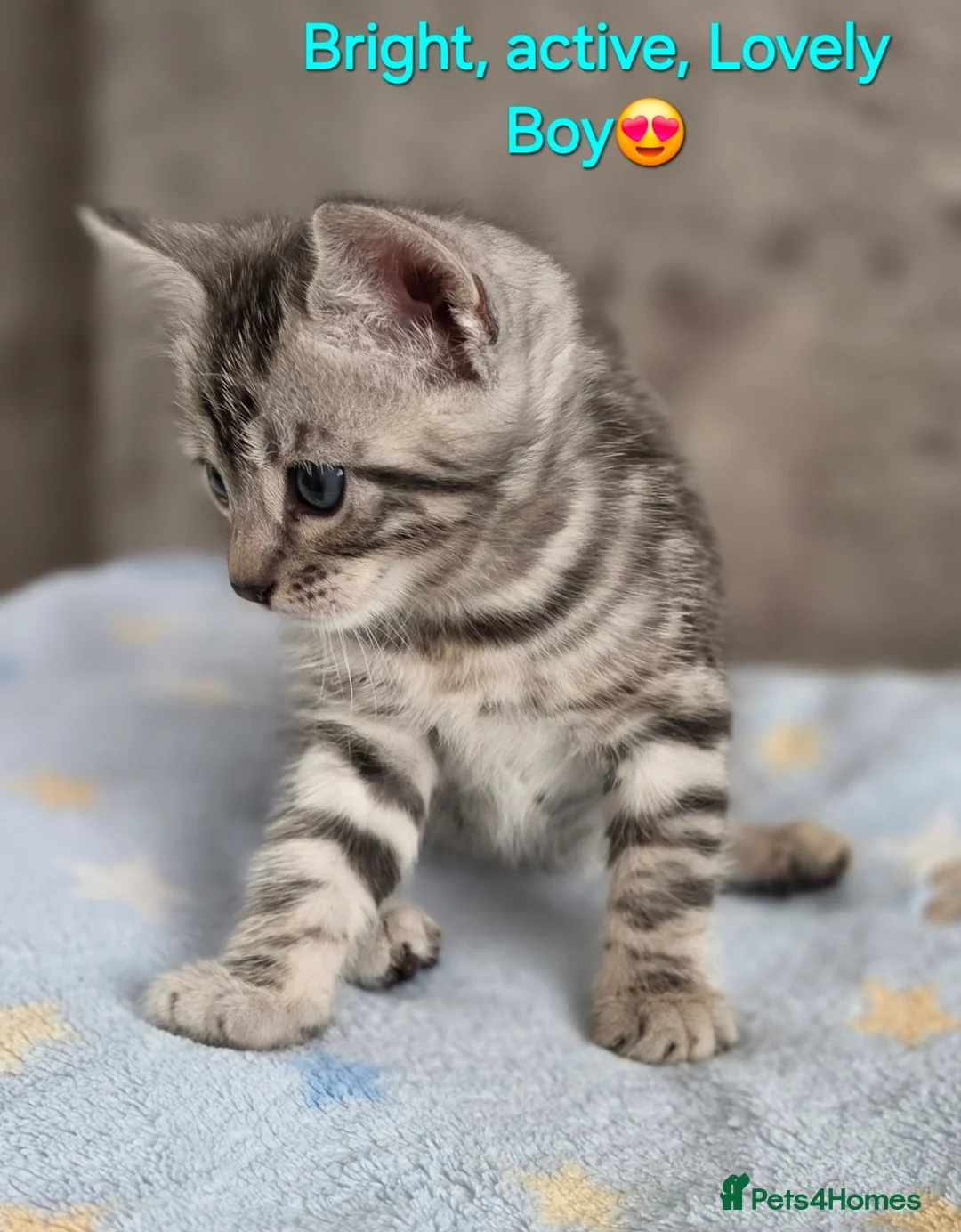 Bengal cats for sale: Bengal Metiss in Boston - Advert 1