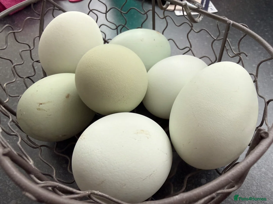 Chickens poultry for sale: Black and Lavender British Araucana hatching eggs in Runcorn - Advert 1