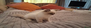 Ragdoll 2
