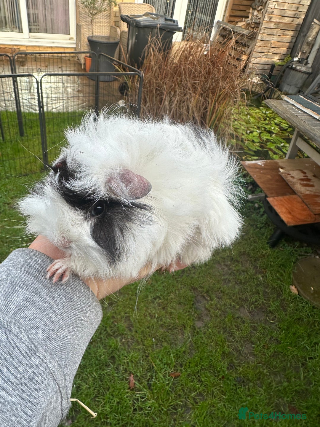 Guinea Pig rodents for sale: Lovely funky haired male guinea pigs. - Advert 10