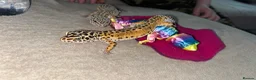Leopard Gecko reptiles for sale: Leopard Geckos - Advert 2