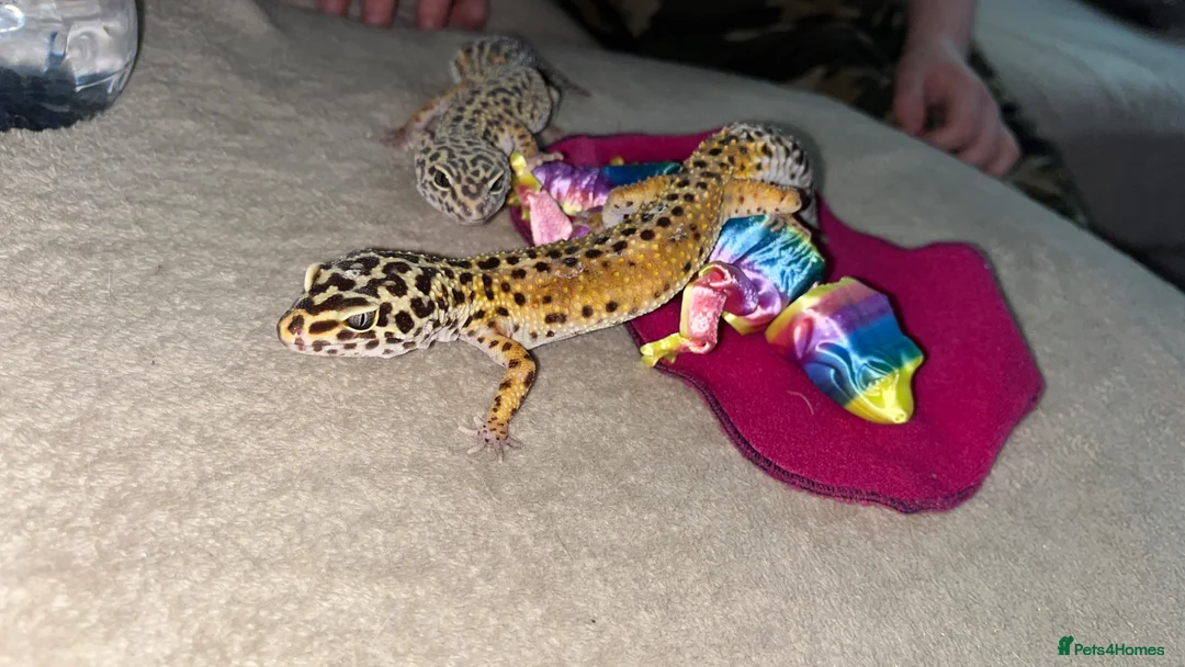 Leopard Gecko reptiles for sale: Leopard Geckos - Advert 2