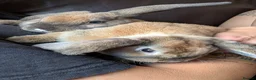 Mini Lop rabbits for sale: Mini plush lop - Advert 7