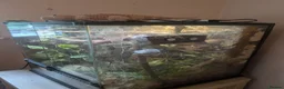 Gecko reptiles for sale: Friendly crested gecko - sale no fault of his own - Advert 4