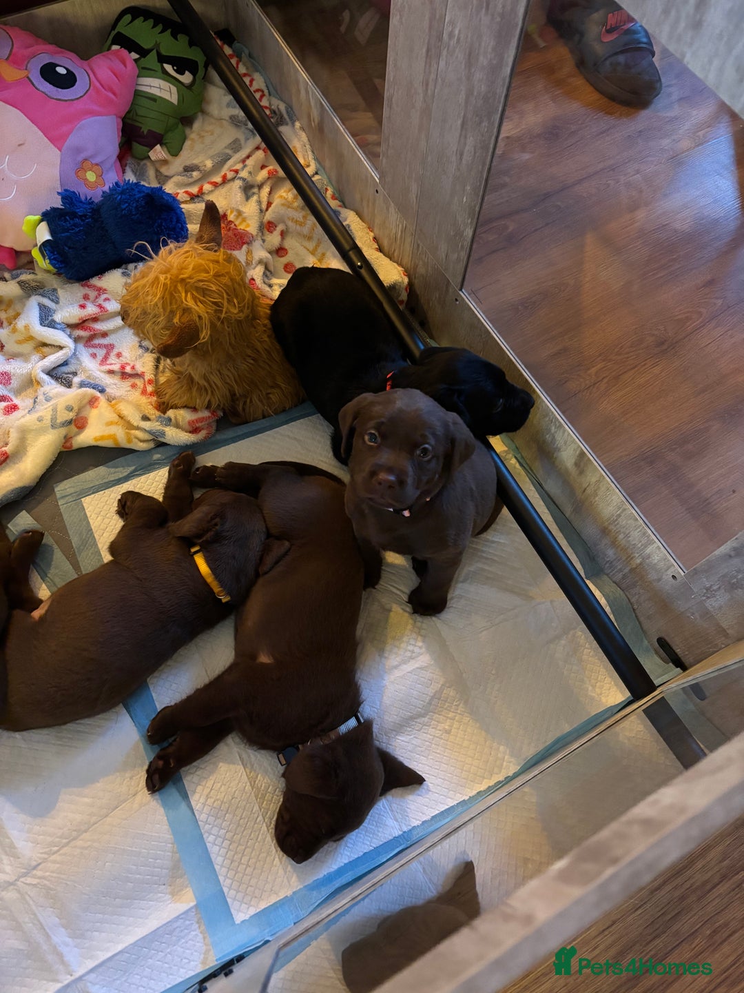 Labrador Retriever dogs for sale: Chocolate and Black Labrador Puppies - Advert 20
