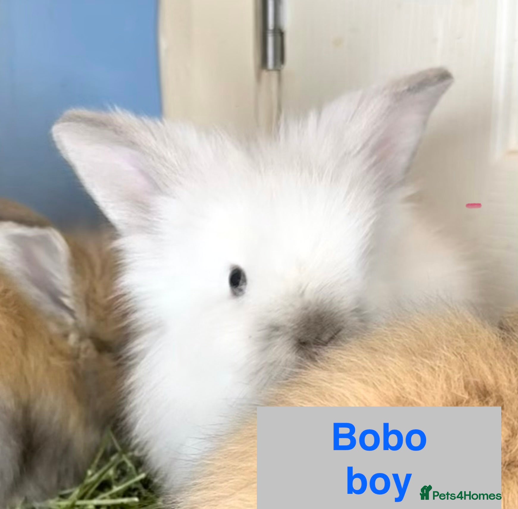 Lionhead rabbits Double Maned Lionheads Babies - Advert 2