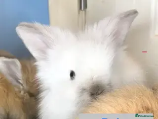 Lionhead rabbits Double Maned Lionheads Babies - Advert 5