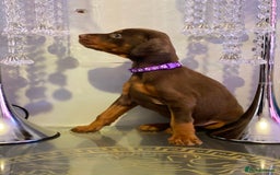 Dobermann dogs for sale: Gorgeous Eu**an Dobermann Puppies - Image 3