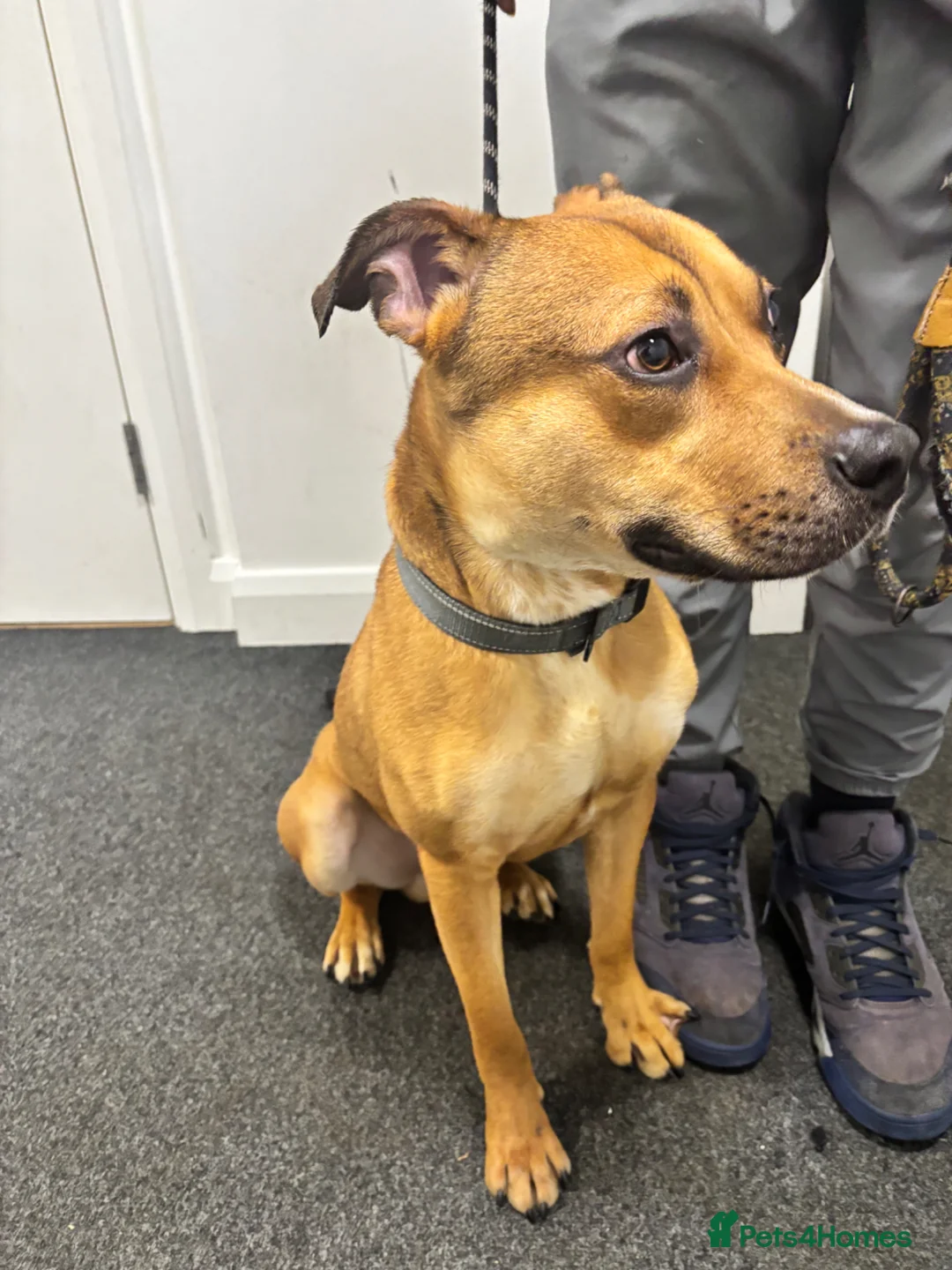 Mixed Breed dogs for sale: Lovely 10-Month-Old German Shepherd x Bulldog Enzo in London - Advert 2