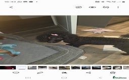 Cavapoo dogs for sale: REDUCED AMAZING F1 cavapoo puppies  - Image 29