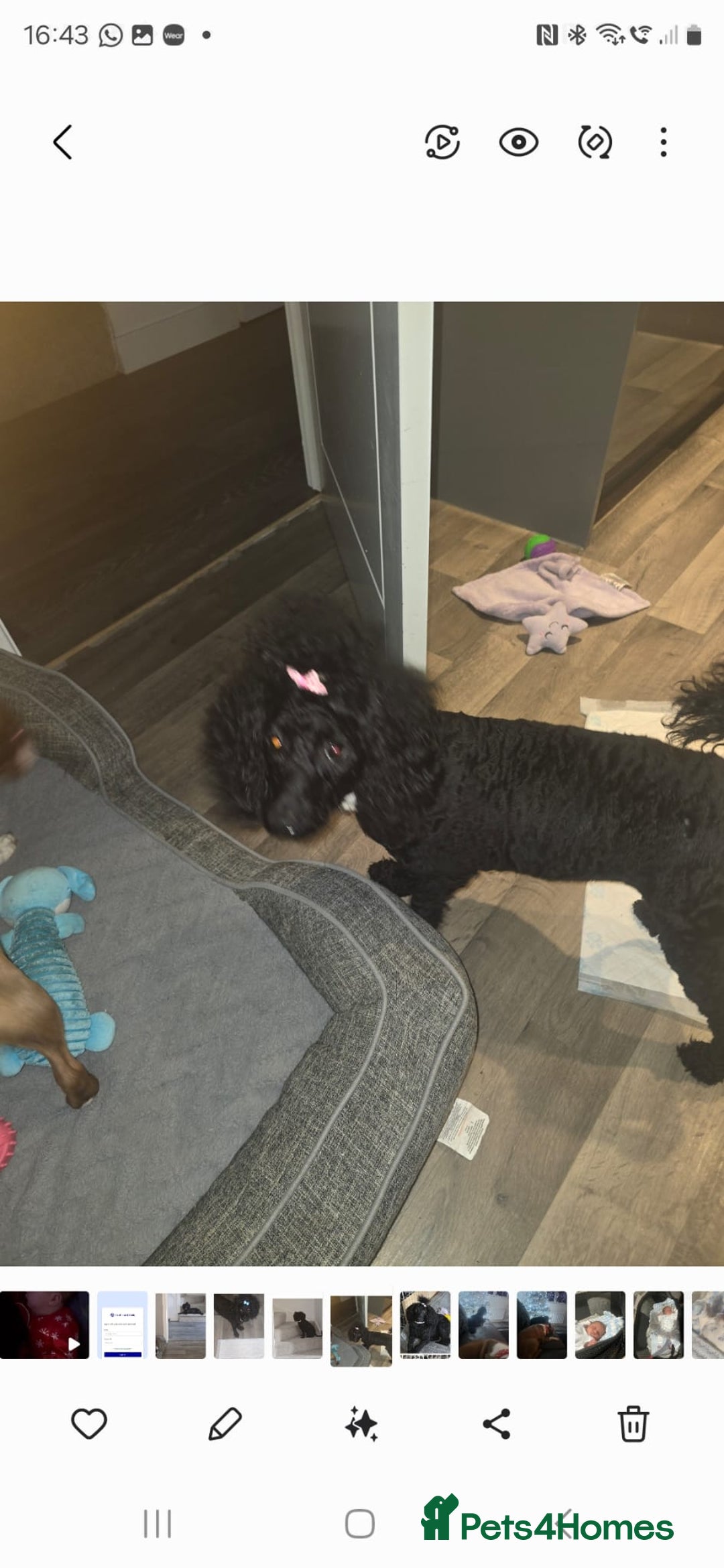 Cavapoo dogs for sale: REDUCED AMAZING F1 cavapoo puppies  - Image 29