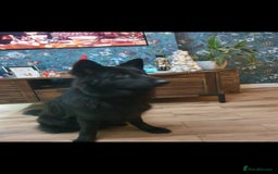 German Shepherd dogs for sale: Heidi - Image 2