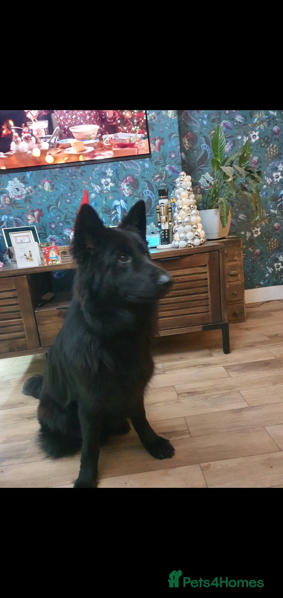 German Shepherd dogs for sale: Heidi - Image 2