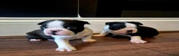 Boston Terrier dogs for sale: X2 Stunning Male Boston Terrier Puppies  in Newcastle upon Tyne - Advert 25