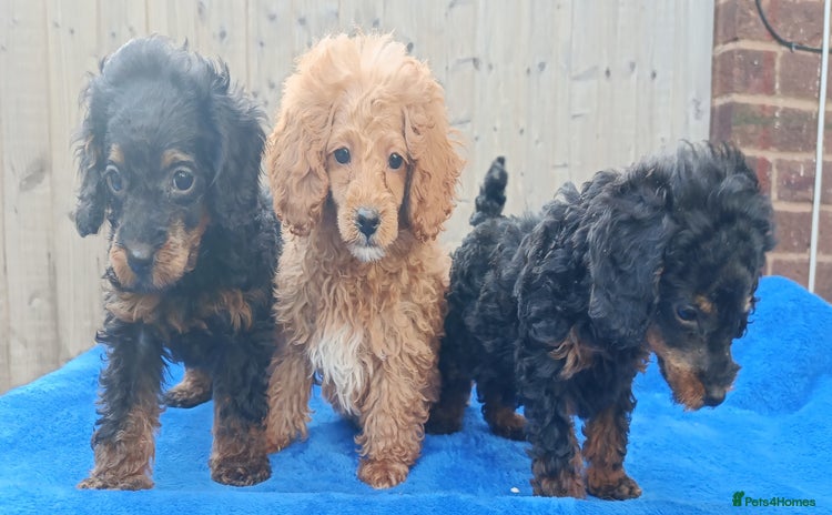 Toy Poodle dogs - Advert 2