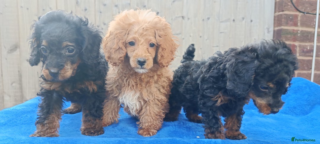 Toy Poodle dogs for sale: STUNNING TOY POODLES KC REG HEALTH TESTED  - Image 1
