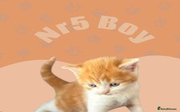 Scottish Fold cats for sale: 3 Scottish Fold Boys STILL AVAILABLE - Image 22