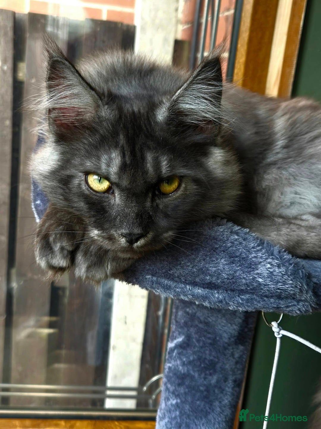 Maine Coon cats for sale: GCCF Maine Coon kittens  - Advert 11