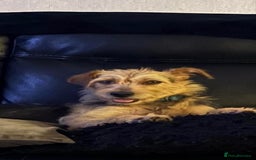 Mixed Breed dogs for adoption: Sweet Trixie Needs LOVE - Image 18