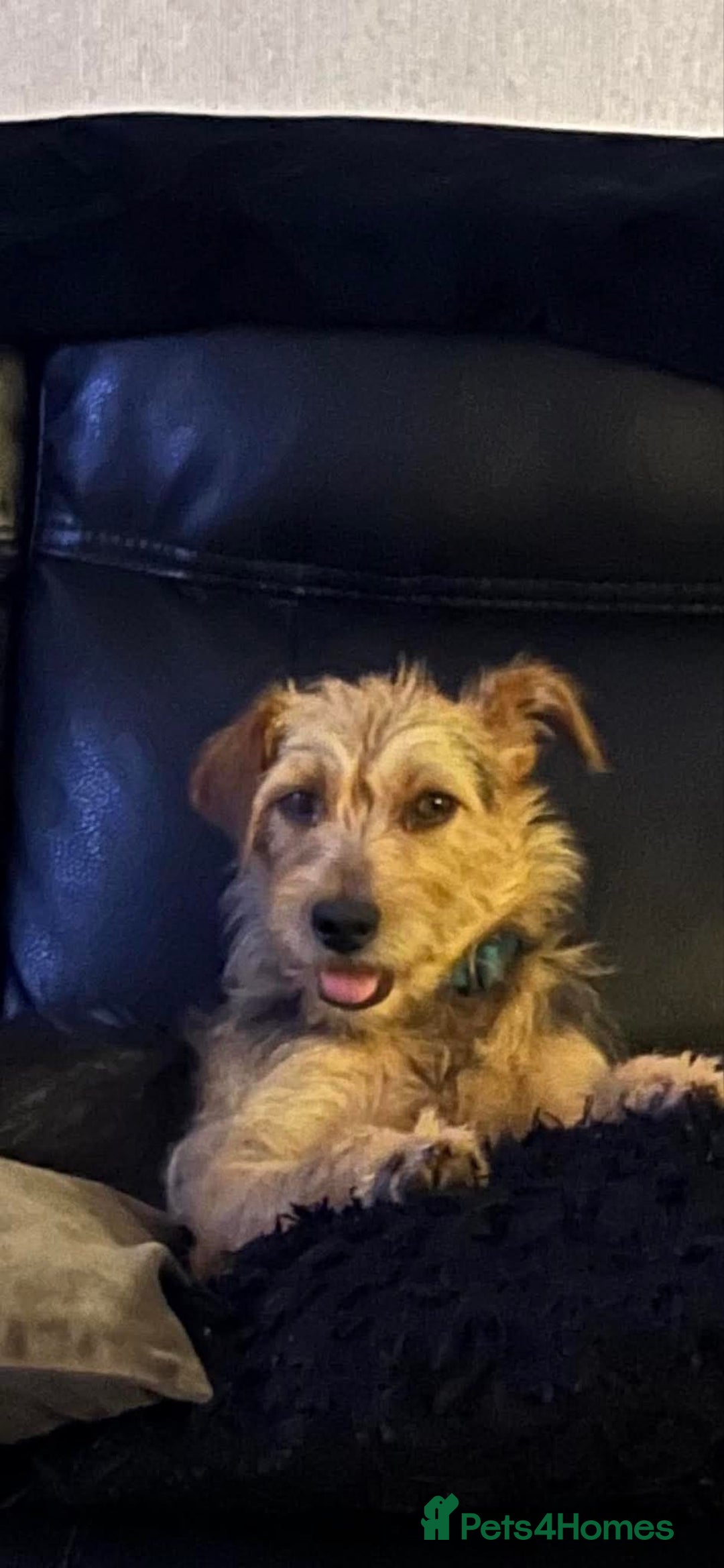 Mixed Breed dogs for adoption: Sweet Trixie Needs LOVE - Image 18