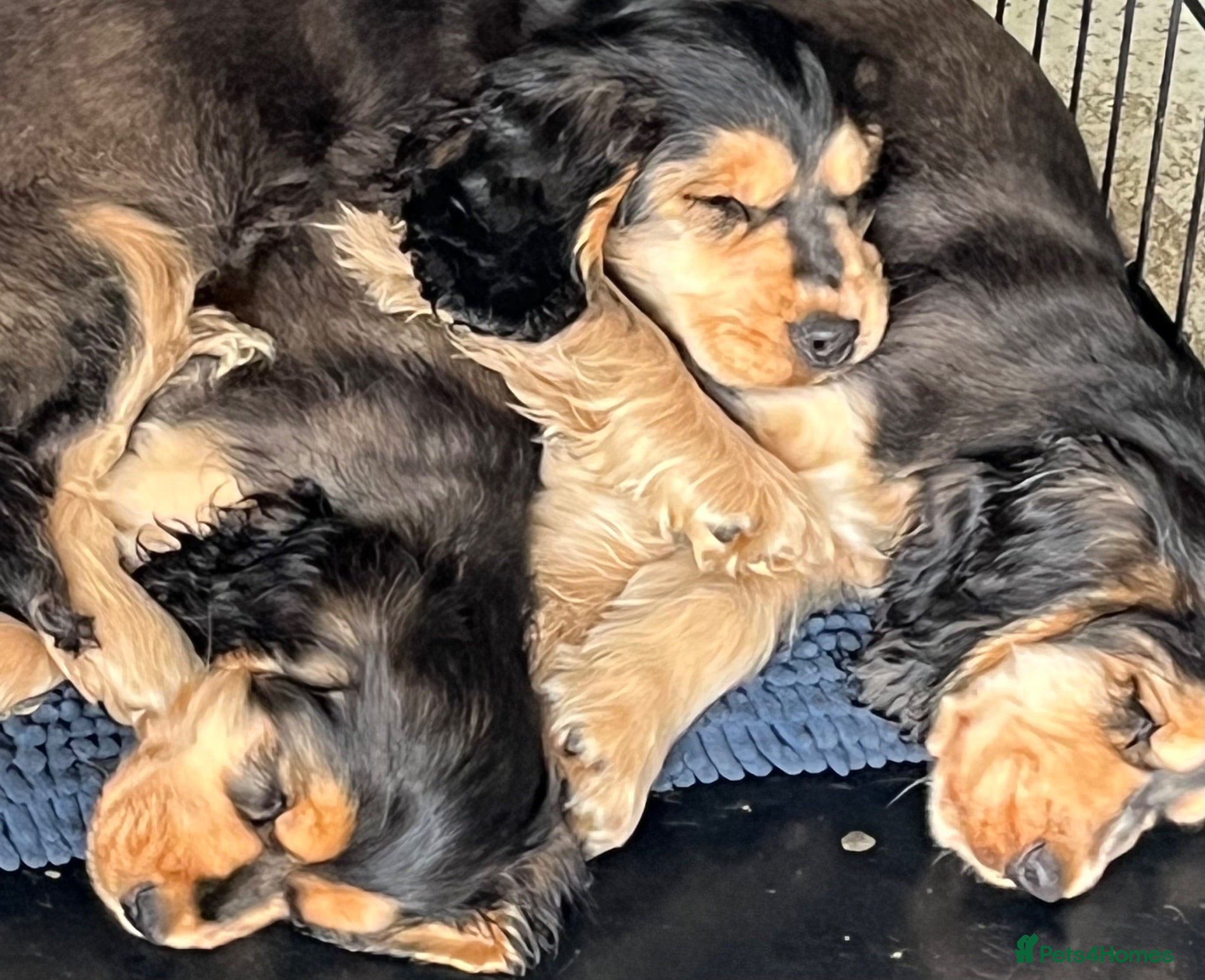 Cocker Spaniel dogs  Kc reg show cockers last 3 remaining - Advert 1