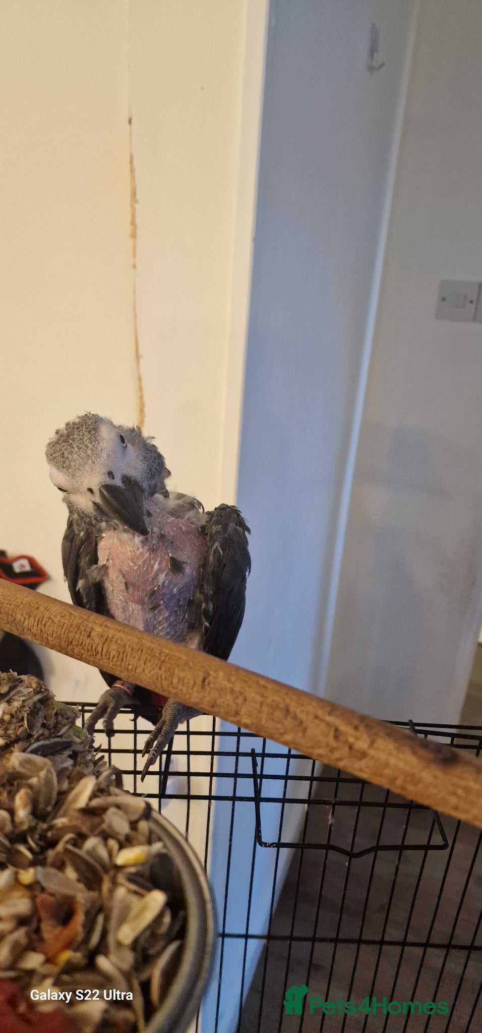 Parrots birds African grey parrot - Advert 2