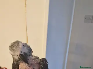 Parrots birds African grey parrot - Advert 1