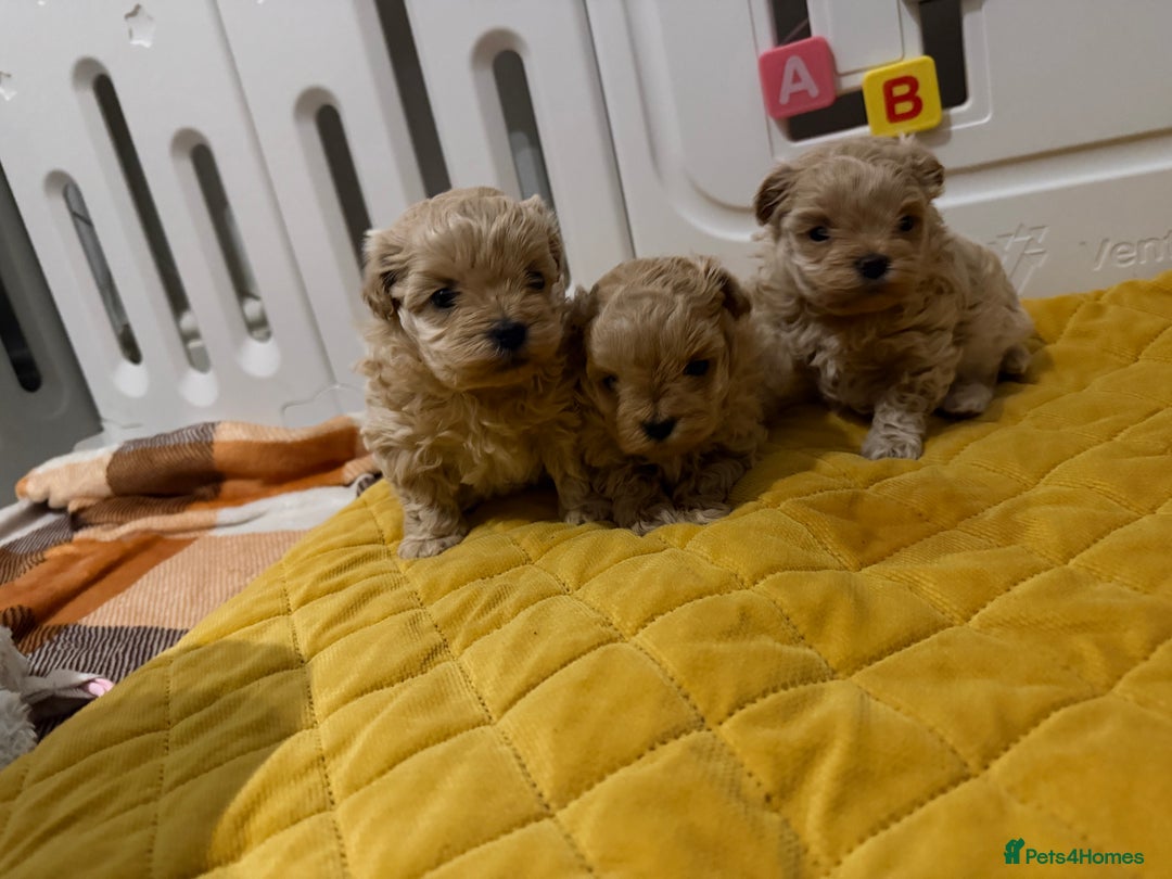 Maltipoo dogs for sale: Small Maltipoo puppy’s - Advert 17