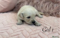 Golden Retriever dogs for sale: Beautiful GR Puppies – No Expense Spared! - Image 11