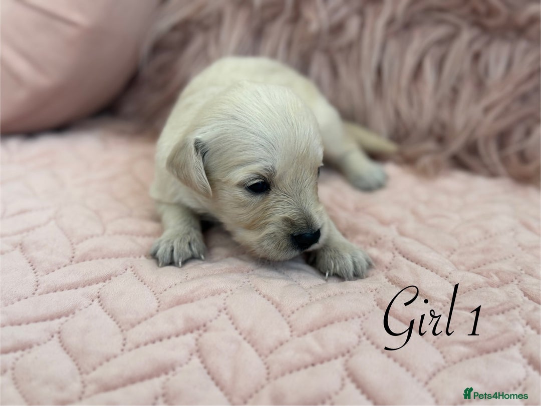 Golden Retriever dogs for sale: Beautiful GR Puppies – No Expense Spared! - Image 11