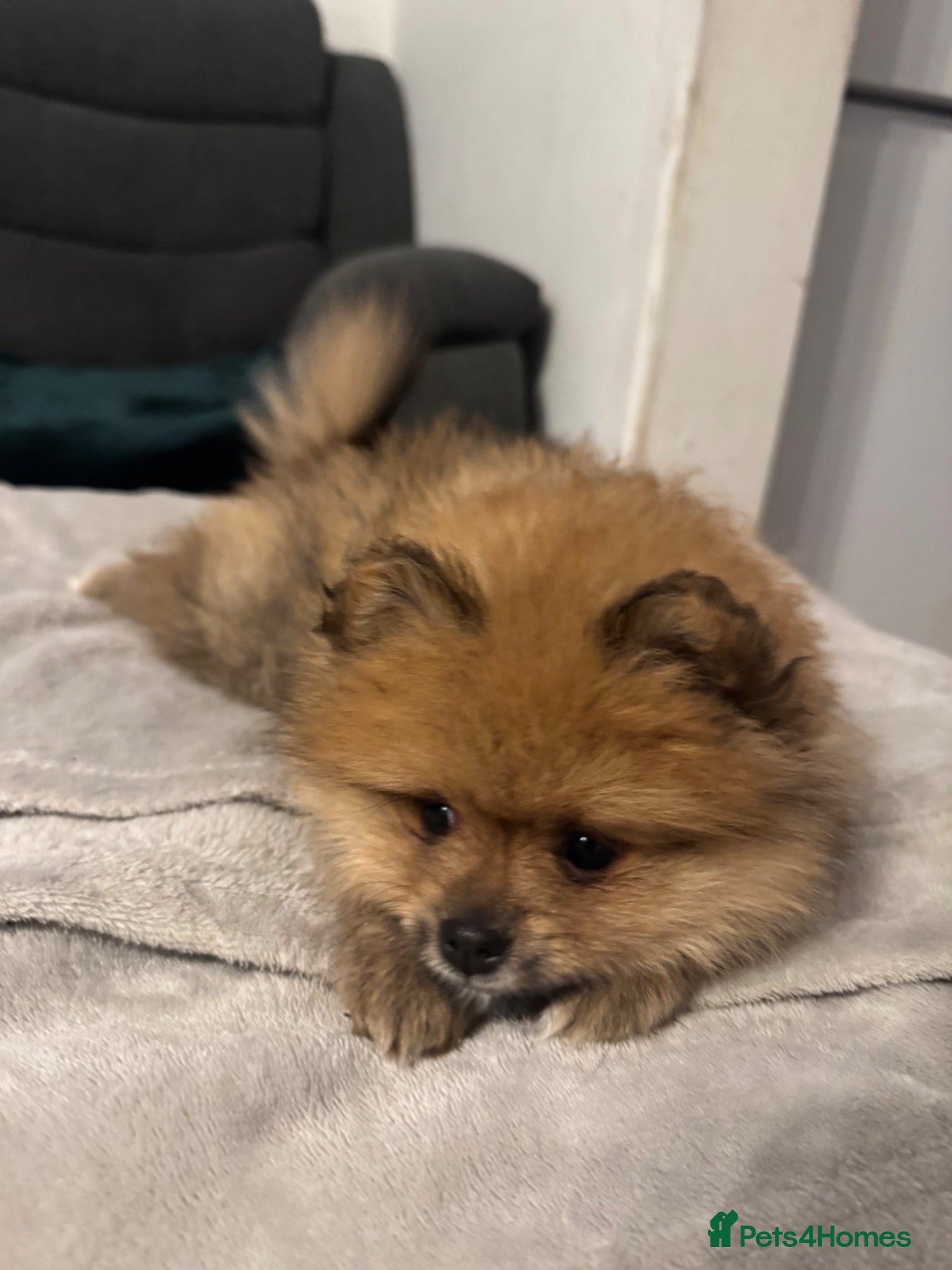 Pomeranian dogs for sale: ⭐️teddy bear Pomeranian ⭐️ - Advert 7
