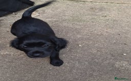 Mixed Breed dogs for sale: Beautiful litter of spaniel Cross  - Image 2