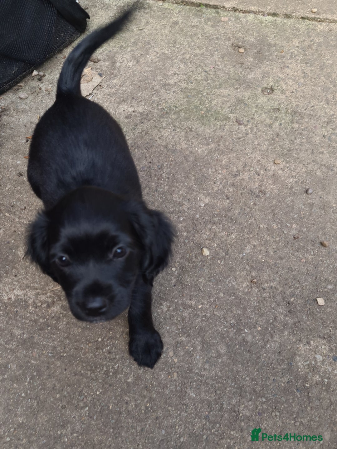 Mixed Breed dogs for sale: Beautiful litter of spaniel Cross  - Image 2
