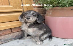 Mixed Breed dogs for sale: 🤎 BABY POOGLES (beagleXminiature poodle)🤎 in Rhayader - Image 6