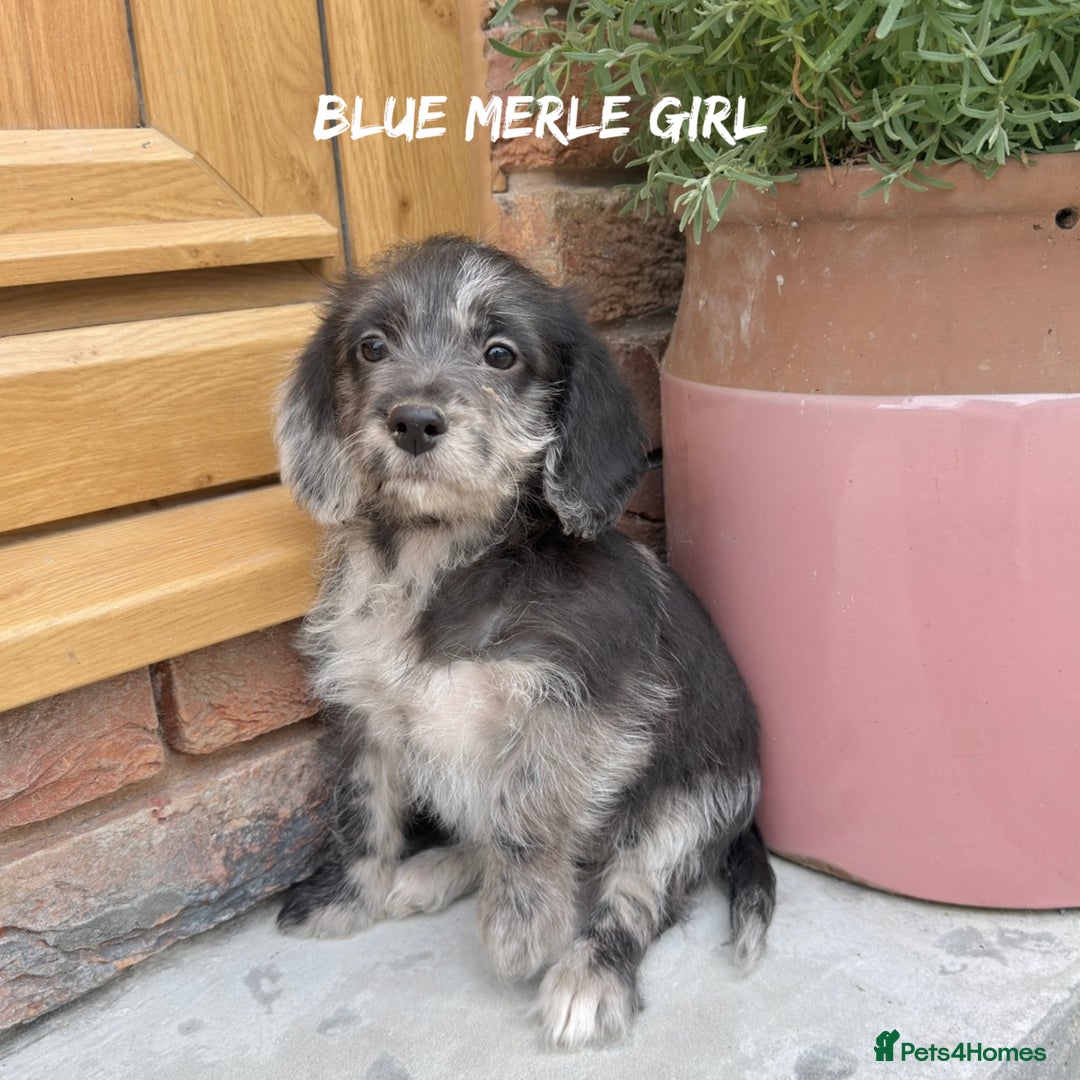 Mixed Breed dogs for sale: 🤎 BABY POOGLES (beagleXminiature poodle)🤎 in Rhayader - Image 6
