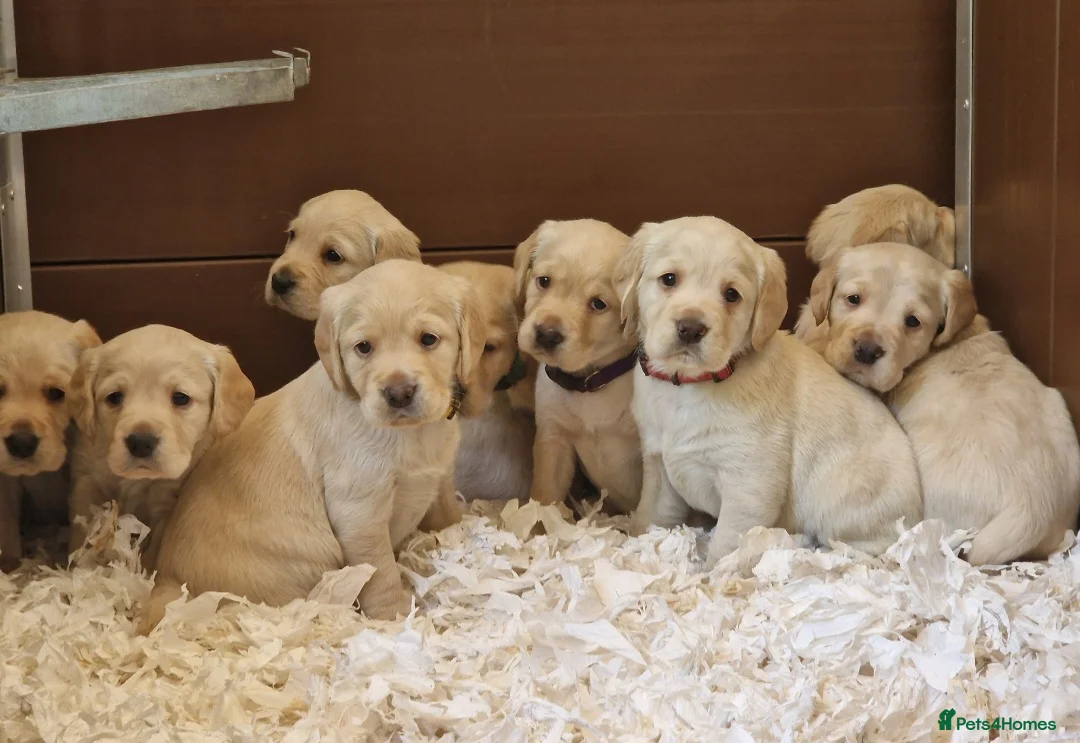 Cockerdor dogs for sale: ✨️STUNNING HEALTH TESTED YELLOW COCKERDORS ✨️ - Advert 2