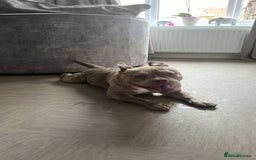 Mixed Breed dogs for sale: Pocket bully coco - Image 1