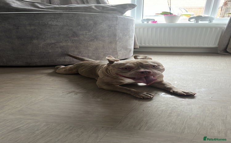 Mixed Breed dogs - Advert 12