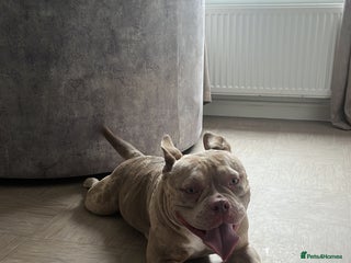 Mixed Breed dogs for sale - Advert 1