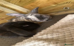 Mini Lop rabbits for sale: 2 rabbits for sale - Image 2