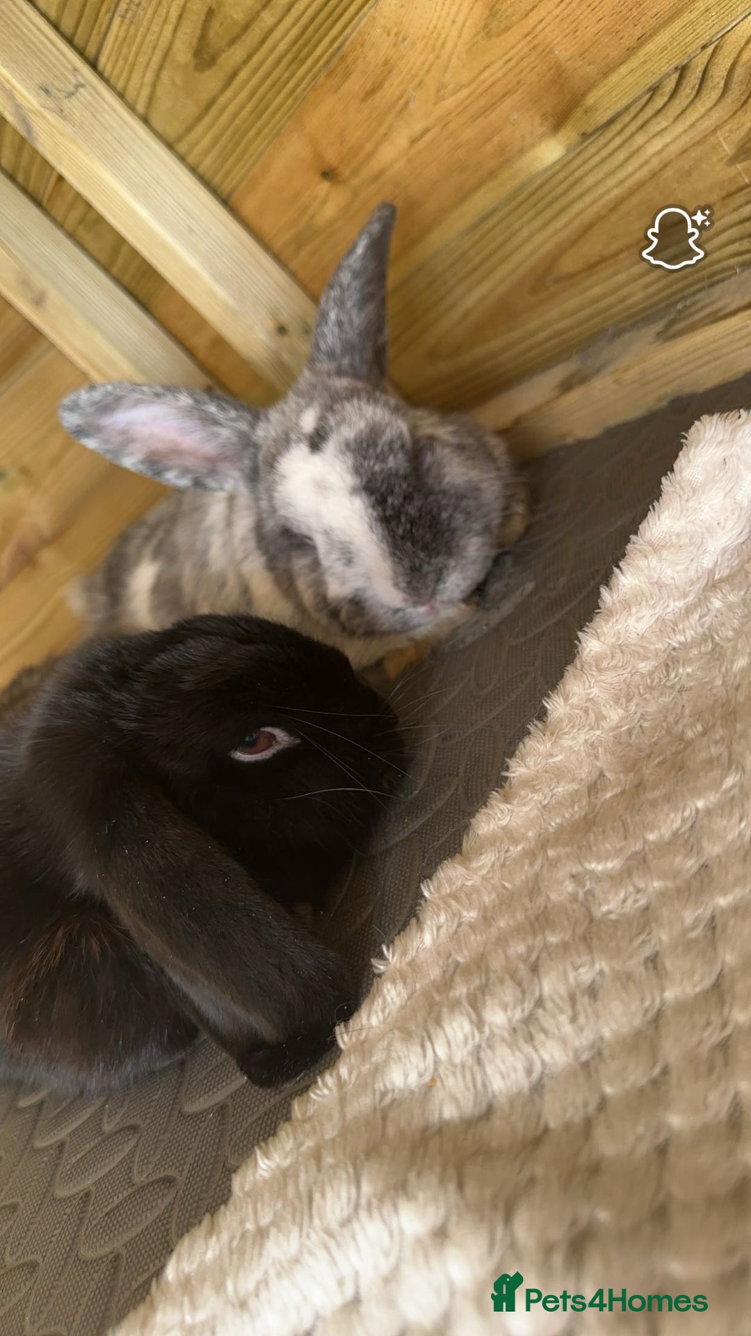 Mini Lop rabbits for sale: 2 rabbits for sale - Image 2