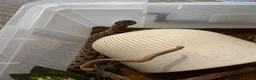 Snake reptiles for sale: REHOME - hognose snake 1 and half years old approx - Advert 8