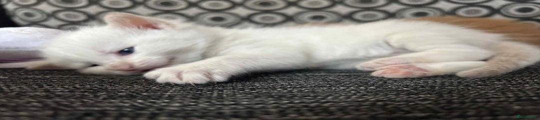 White kitten