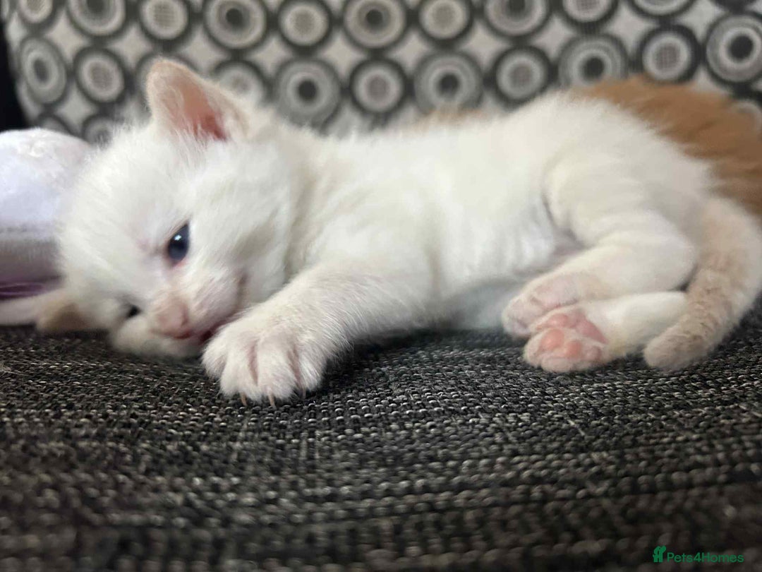 Mixed Breed cats for sale: Mixed BSH/ragdoll  - Image 11