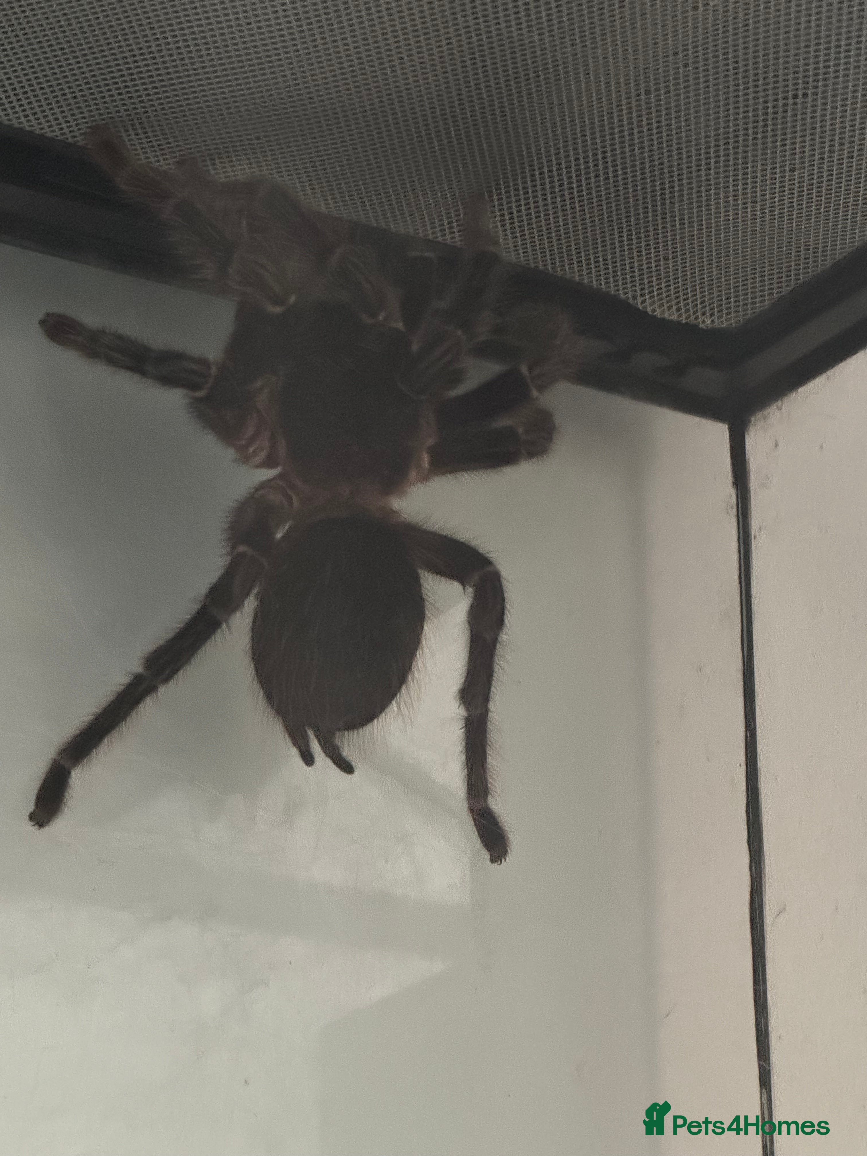 Spiders invertebrates Salmon pink bird eater  - Advert 1