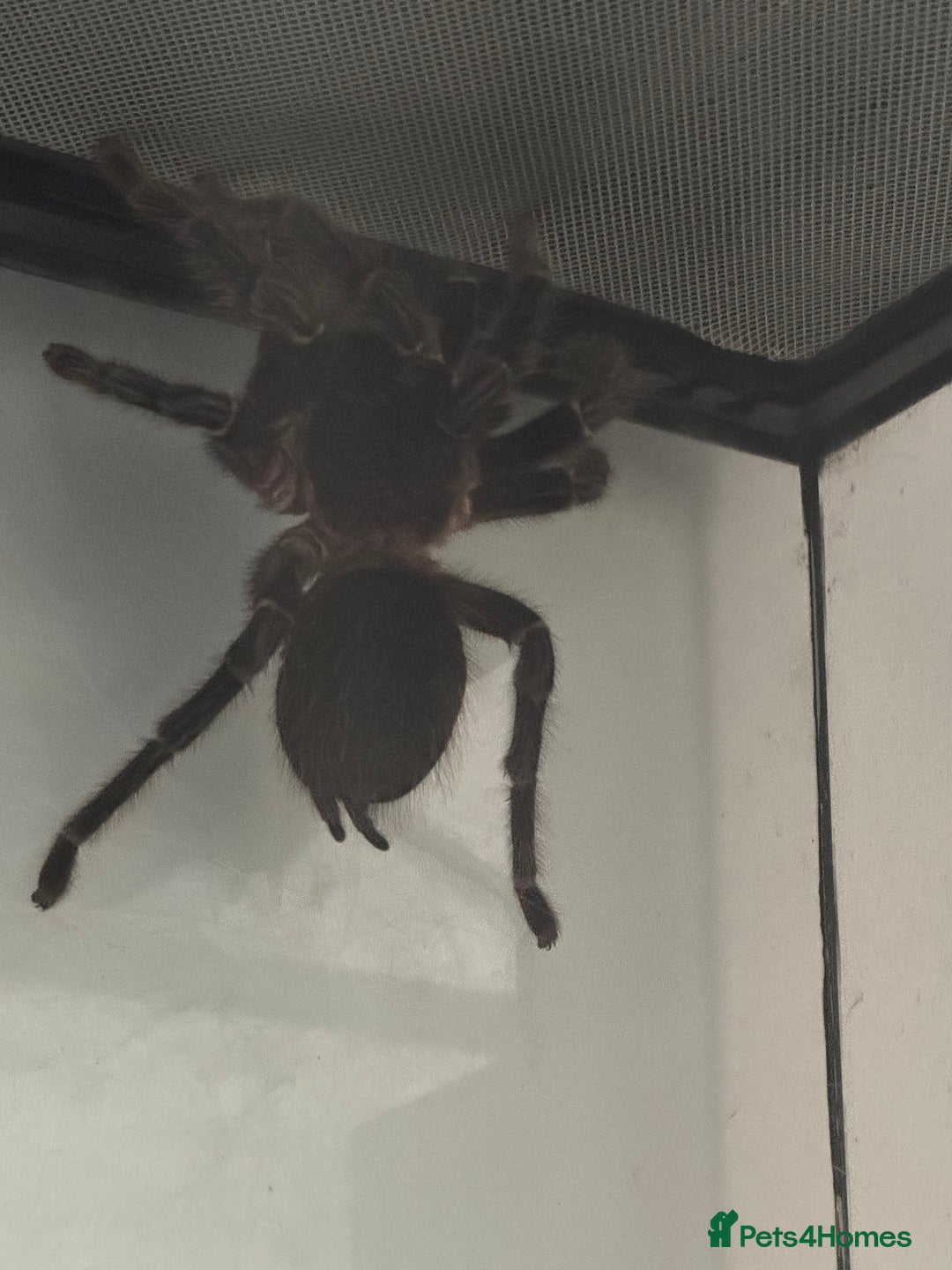 Spiders invertebrates for sale: Salmon pink bird eater  - Advert 1