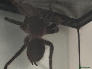 Spiders invertebrates Salmon pink bird eater - Advert 1